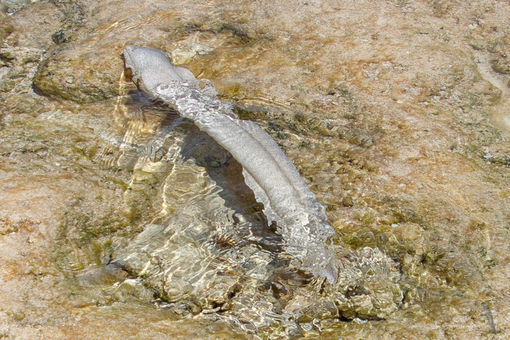 Grey Moray Eel at South West Cay - Lihou