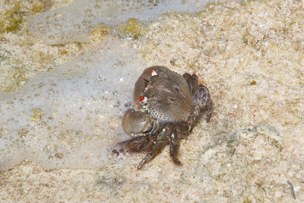 Red-eyed Rock Crab at South West Cay - Lihou