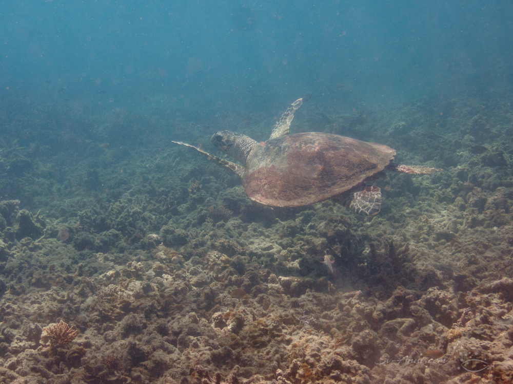 Monkey Beach turtle over dead coral