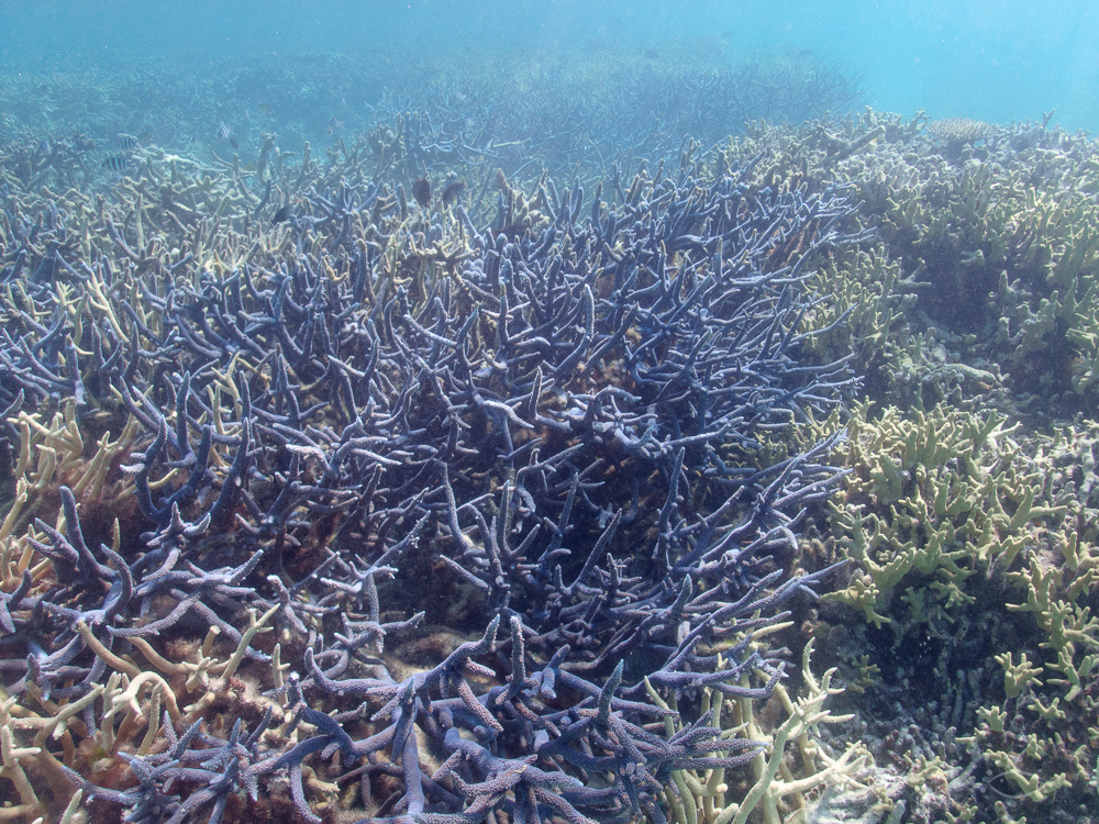 Staghorn at Lady Musgrave