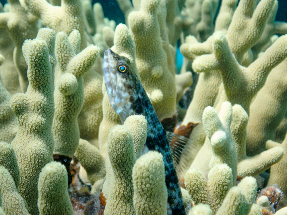Reticulate Sandgoby in Porites