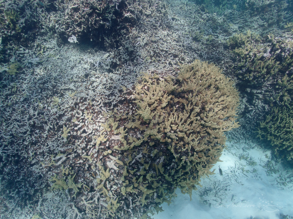 Struggling Porites at Lady Musgrave