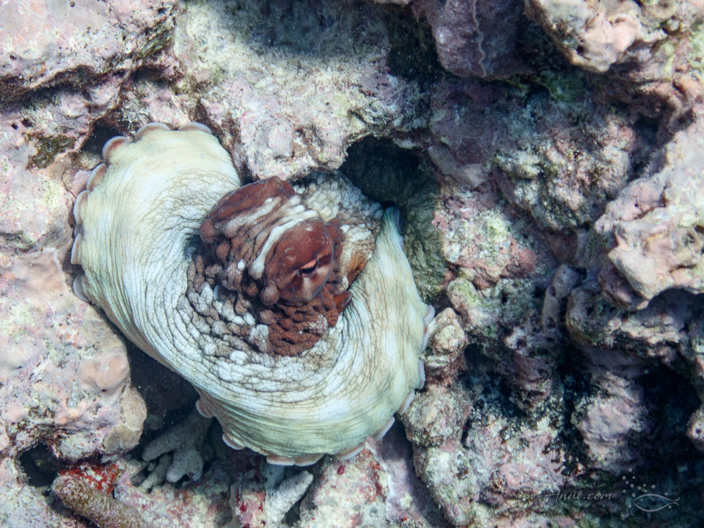 Octopus at Lady Musgrave