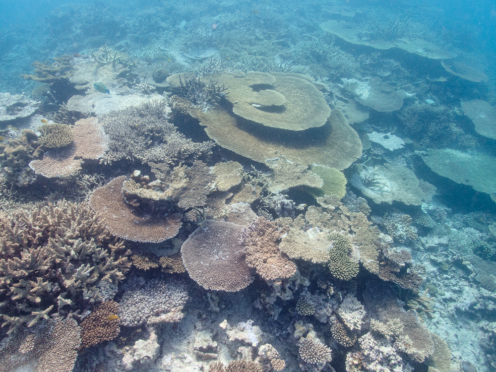 Reef edge at Lady Musgrave