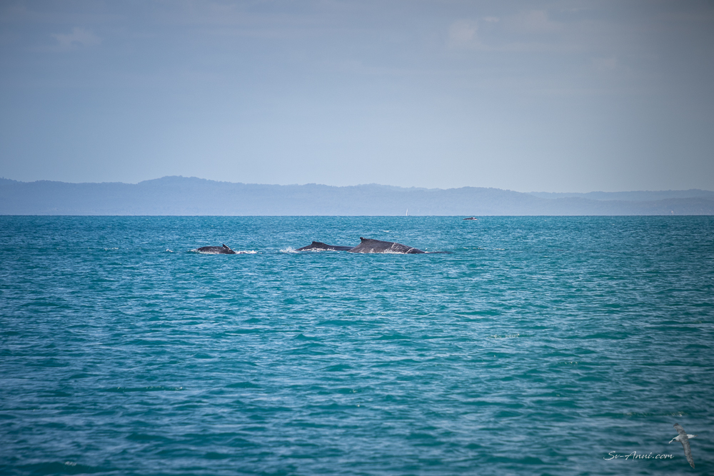 Humpback Whales at Platypus Bay