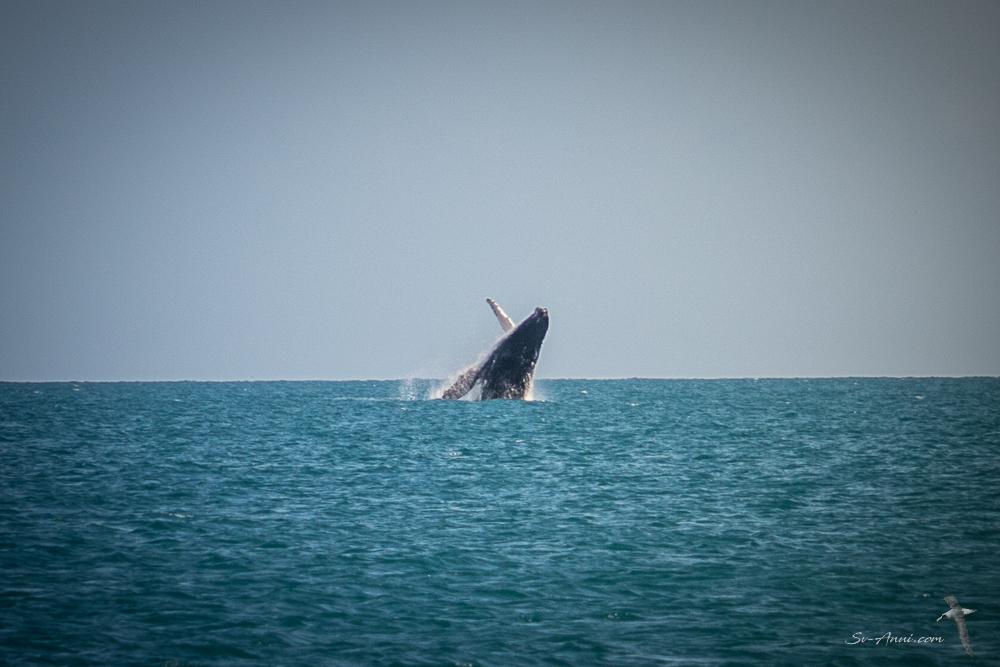 Humpback Whale Breaching
