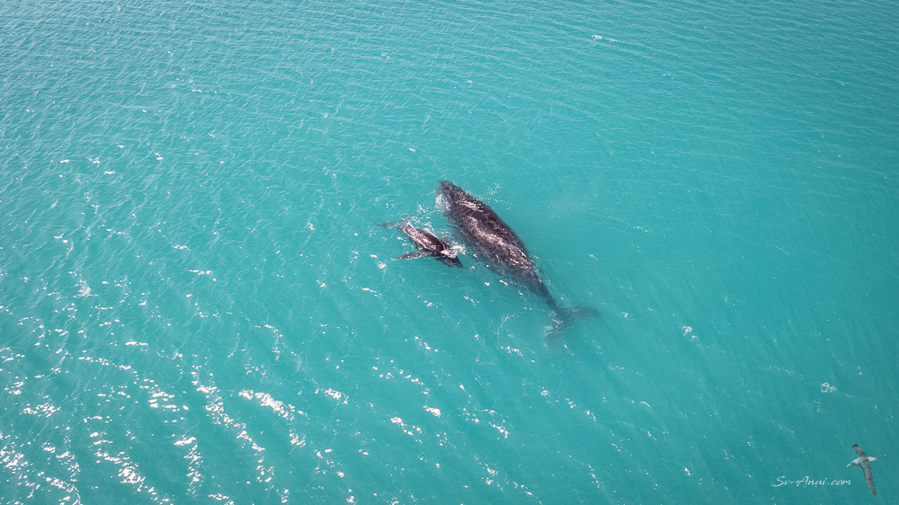 Humpback Whale and Calf