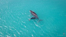 Humpback Whale and Calf feeding