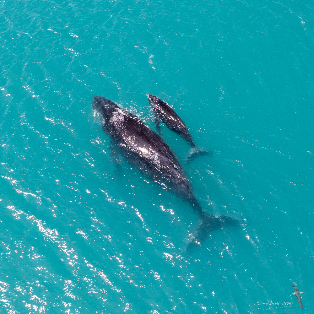 Humpback Whale and Calf