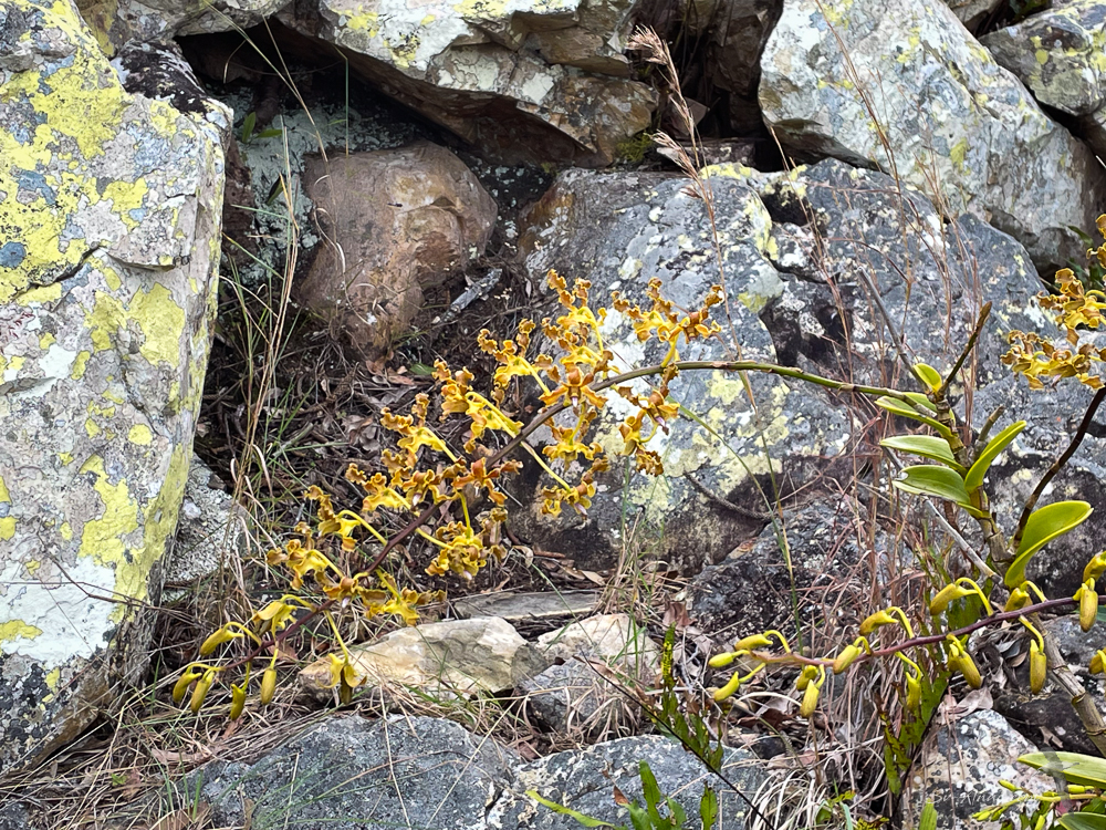 Golden Orchid, South Molle