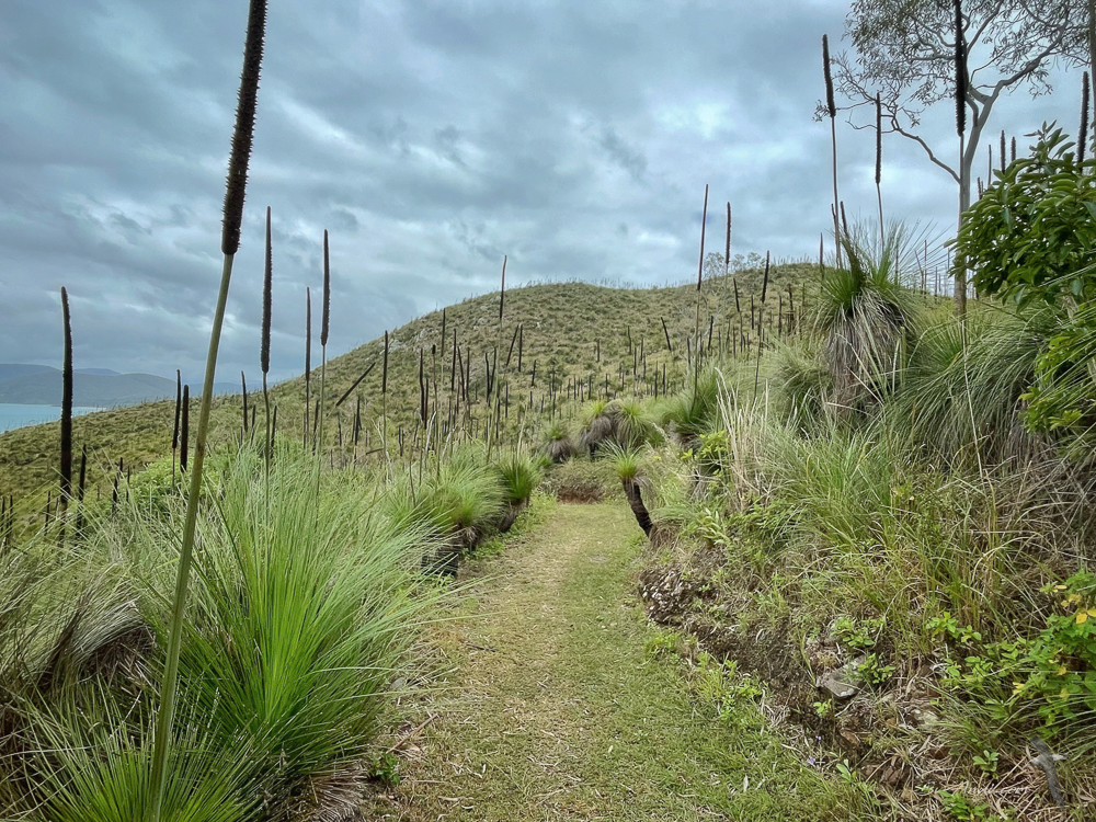 Tracks at South Molle