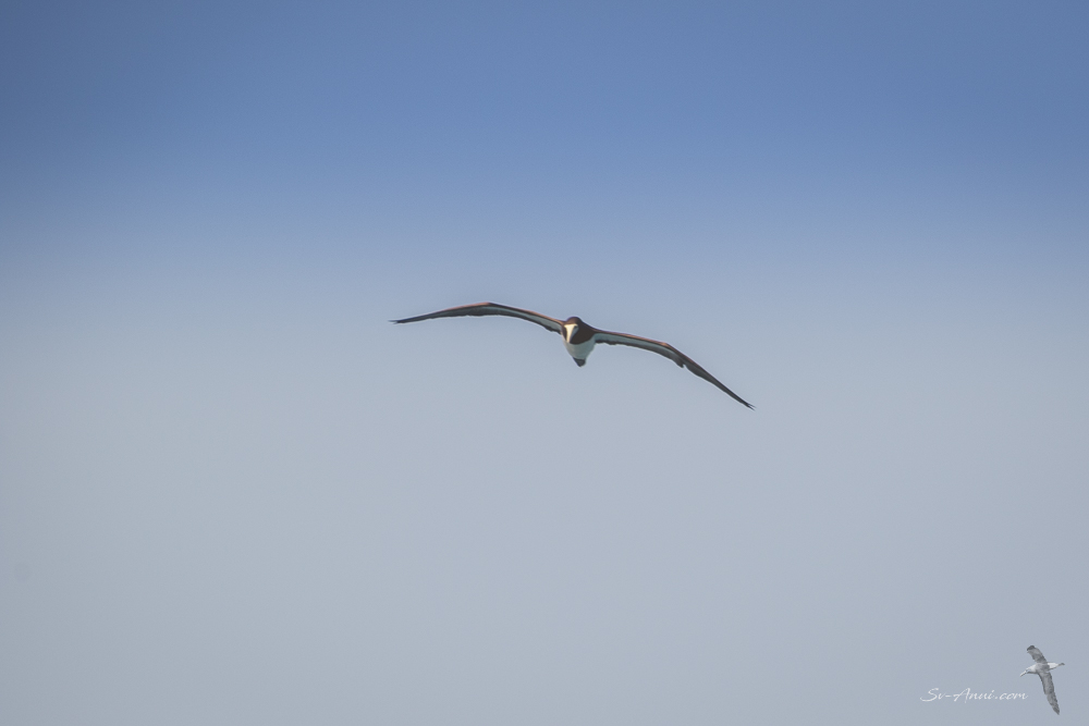 Brown Booby in flight