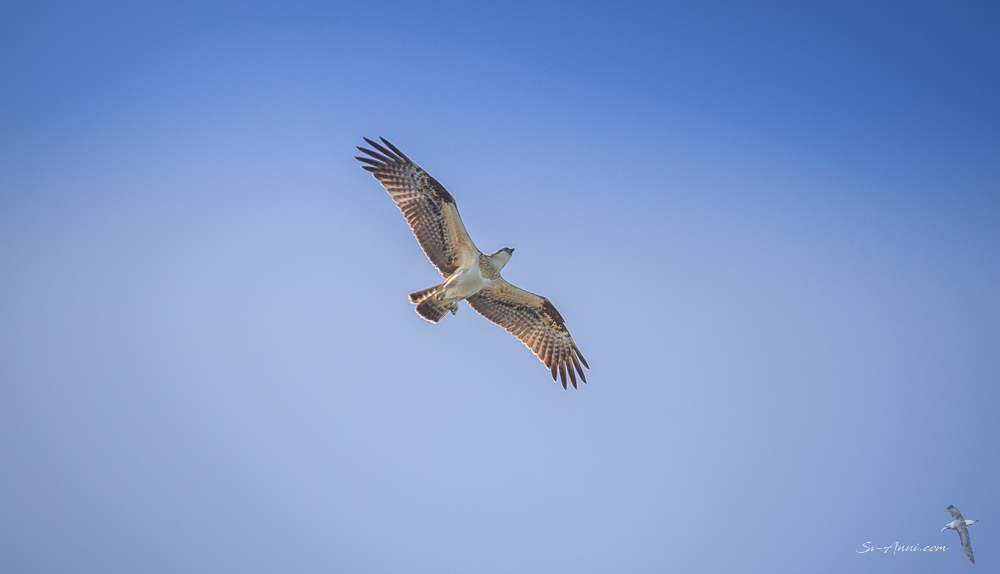 Juvenile Osprey