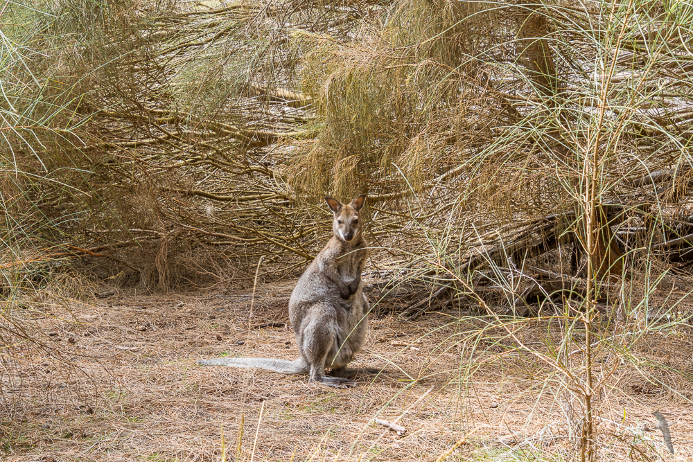 Bennett Wallaby