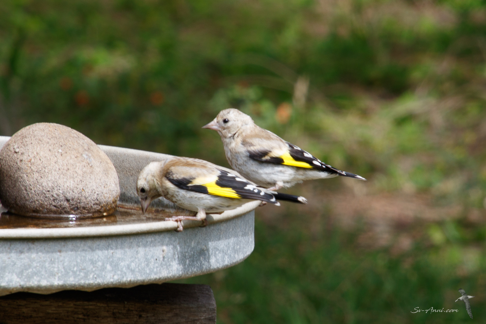 Juvenile European Goldfinches