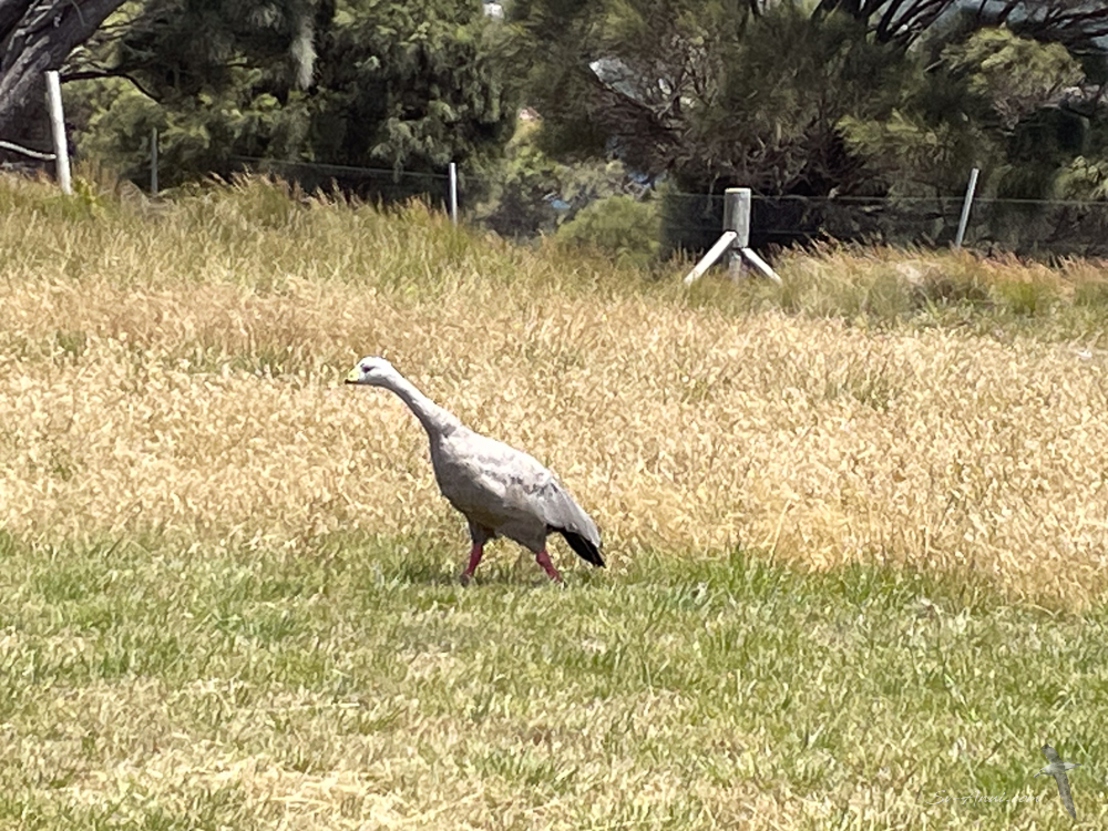 Cape Barren Goose