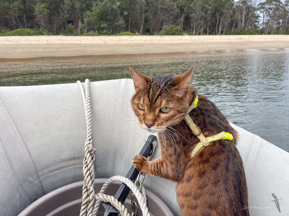Ship's cat dinghy trip