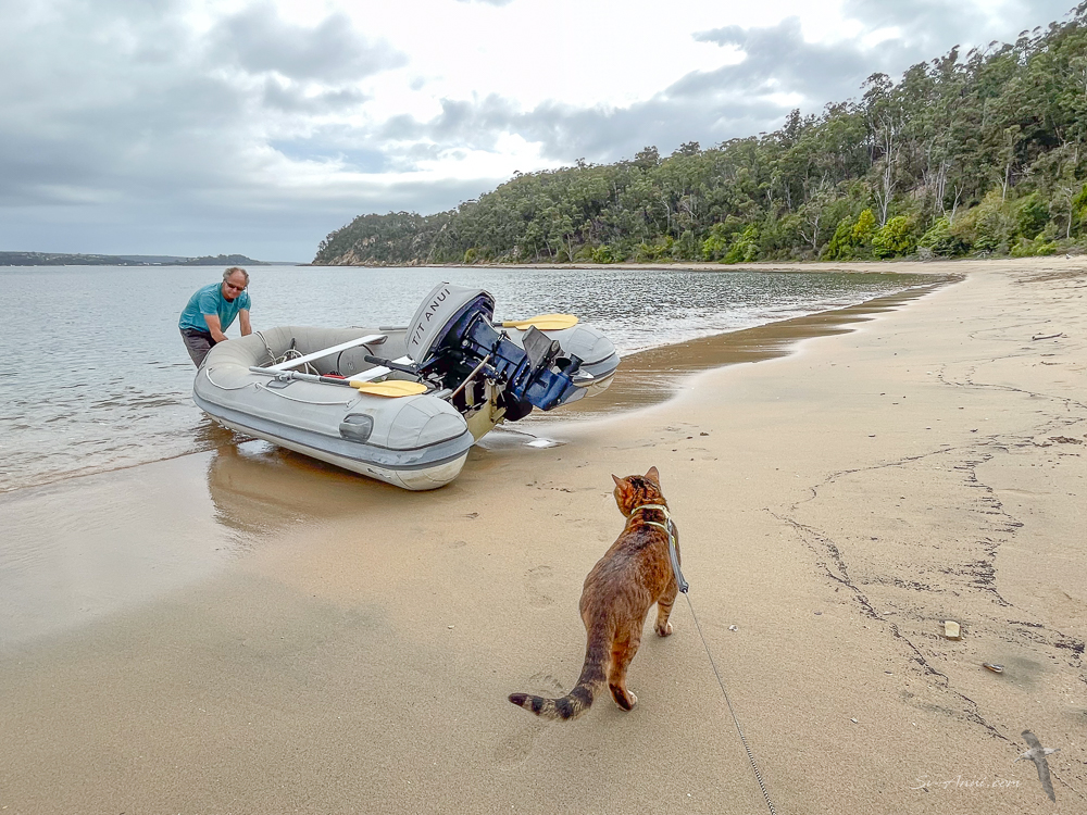 Dinghy trip ashore for ship's cat