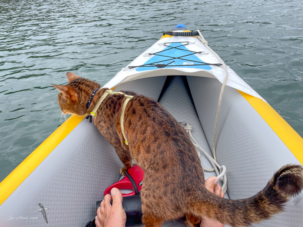 Ship's cat kayaking