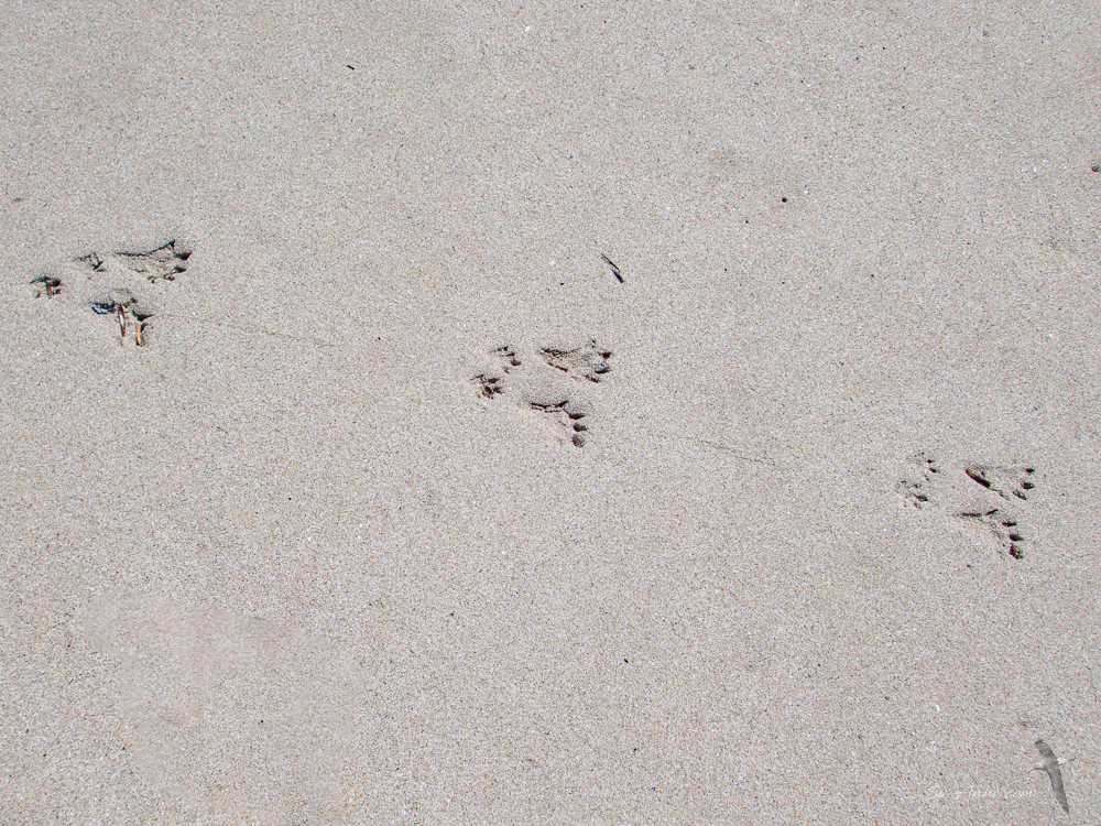 Tassie Devil's steps in sand