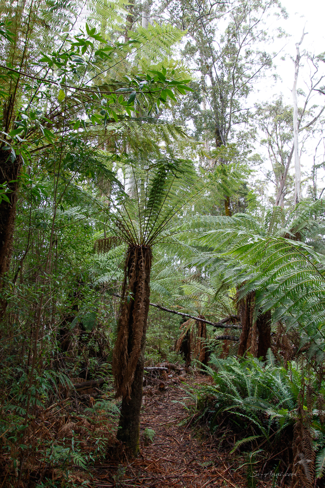 Rainforest at Farm Cove