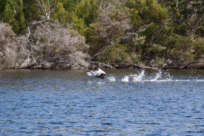 Swans at Farm Cove