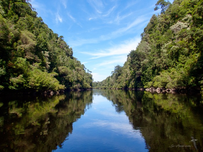 Gordon River Reflections
