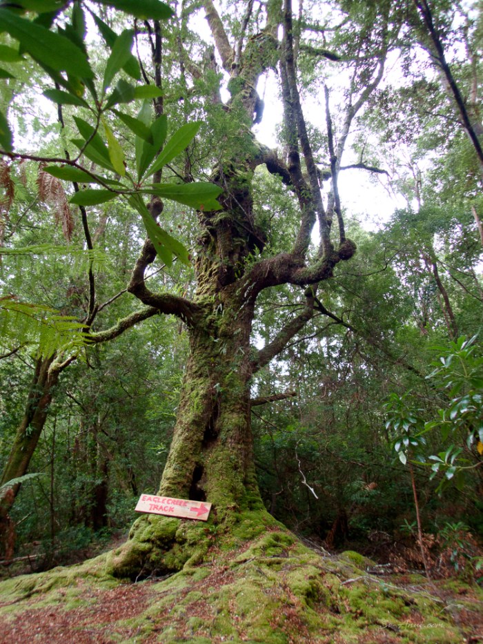 Eagle Creek Track