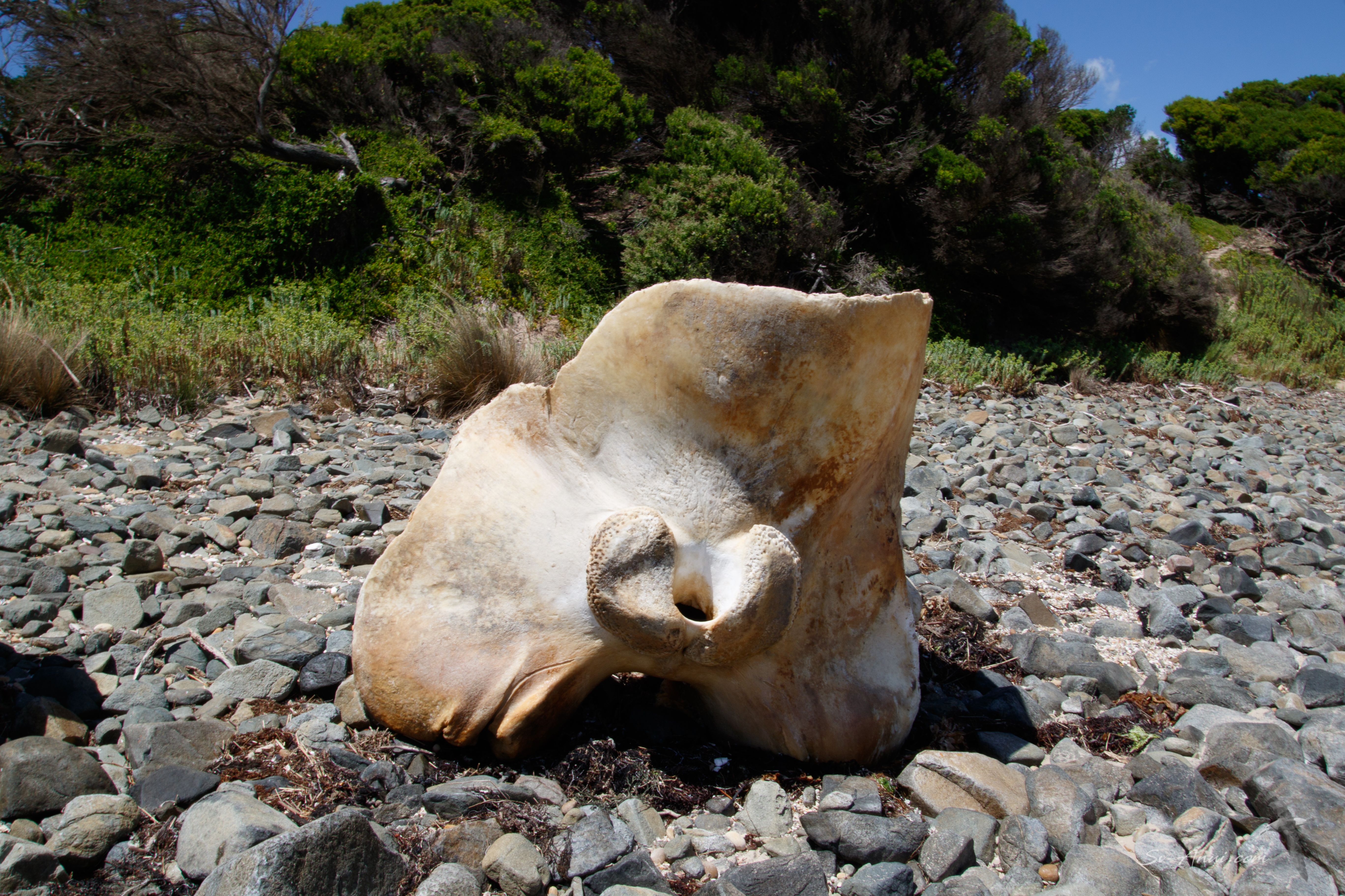 Whale bone at Port Sorell