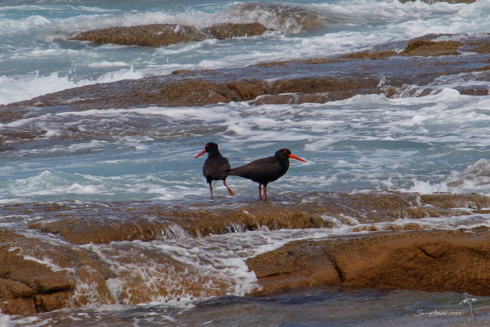 Sooty Oystercatchers at Roydon Island