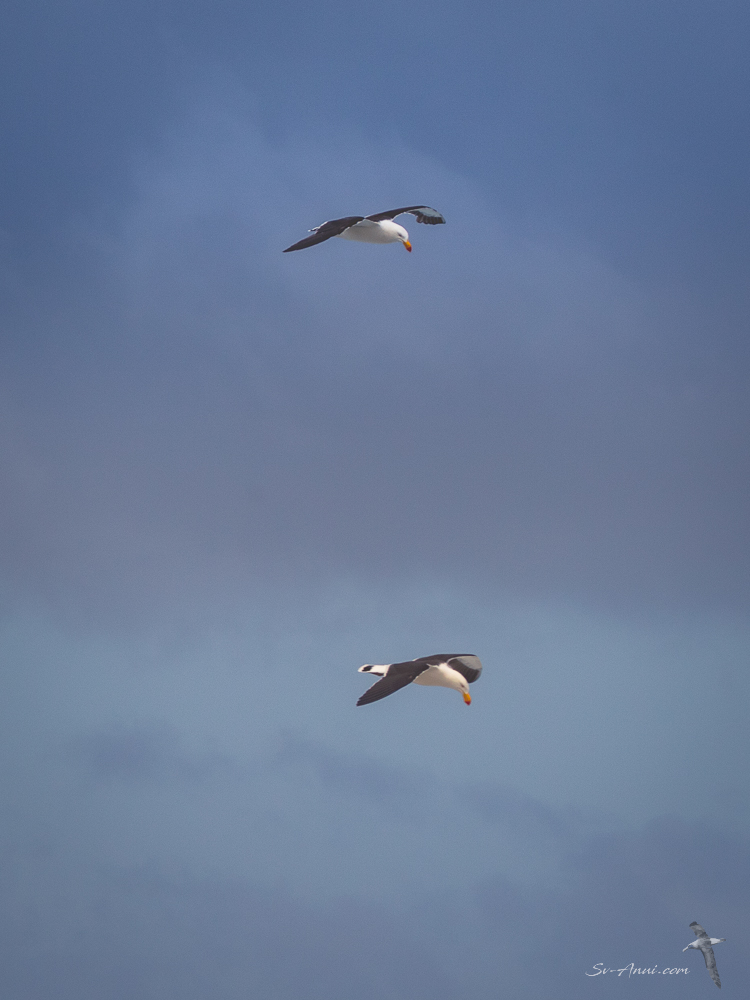 Pacific Gulls at Roydon Island