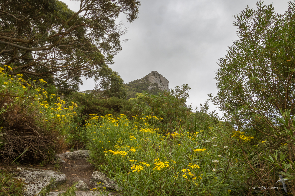 Wildflowers at Mt Strzelecki