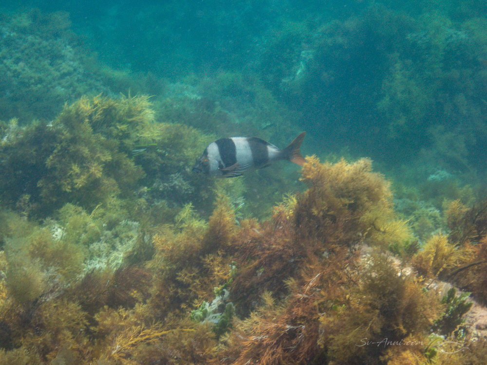 Magpie Perch at the Croppies