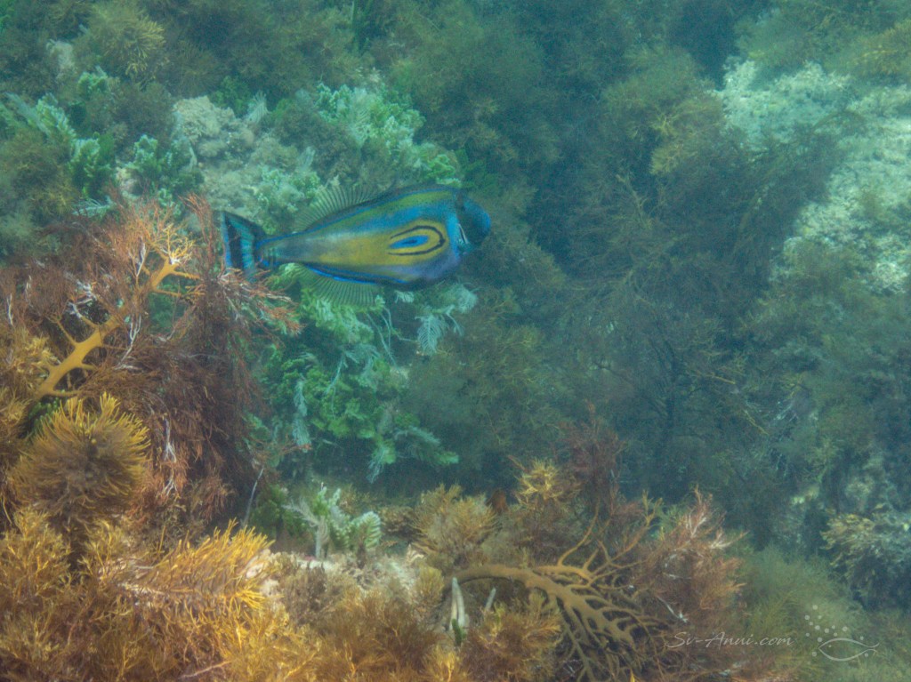 Horseshoe Leatherjacket at the Croppies