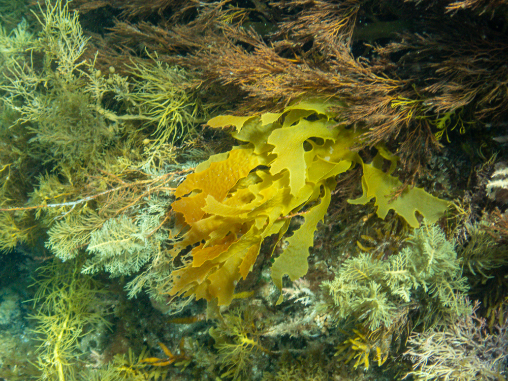 The Croppies underwater