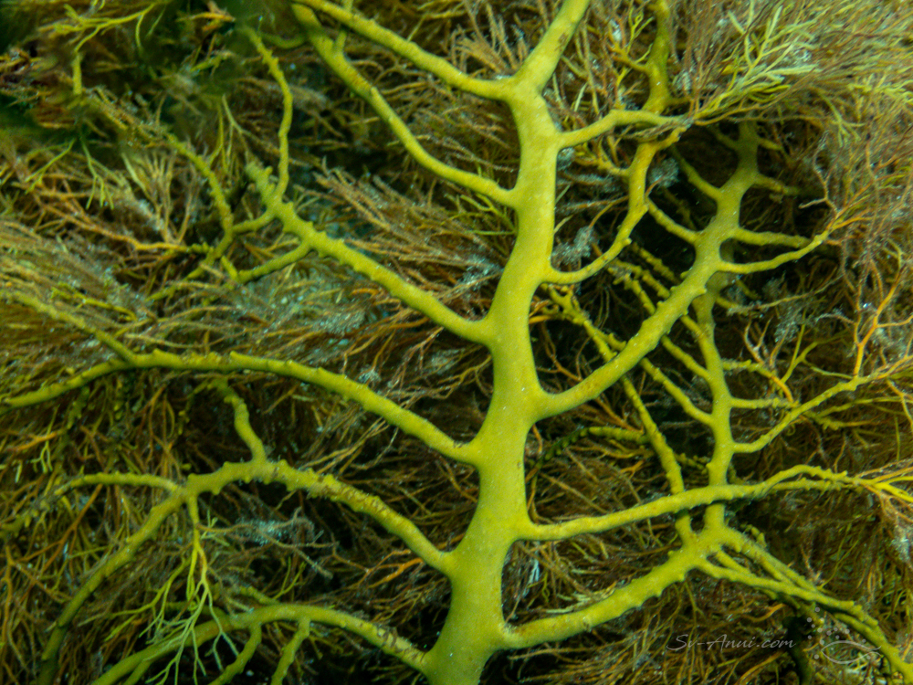 The Croppies underwater