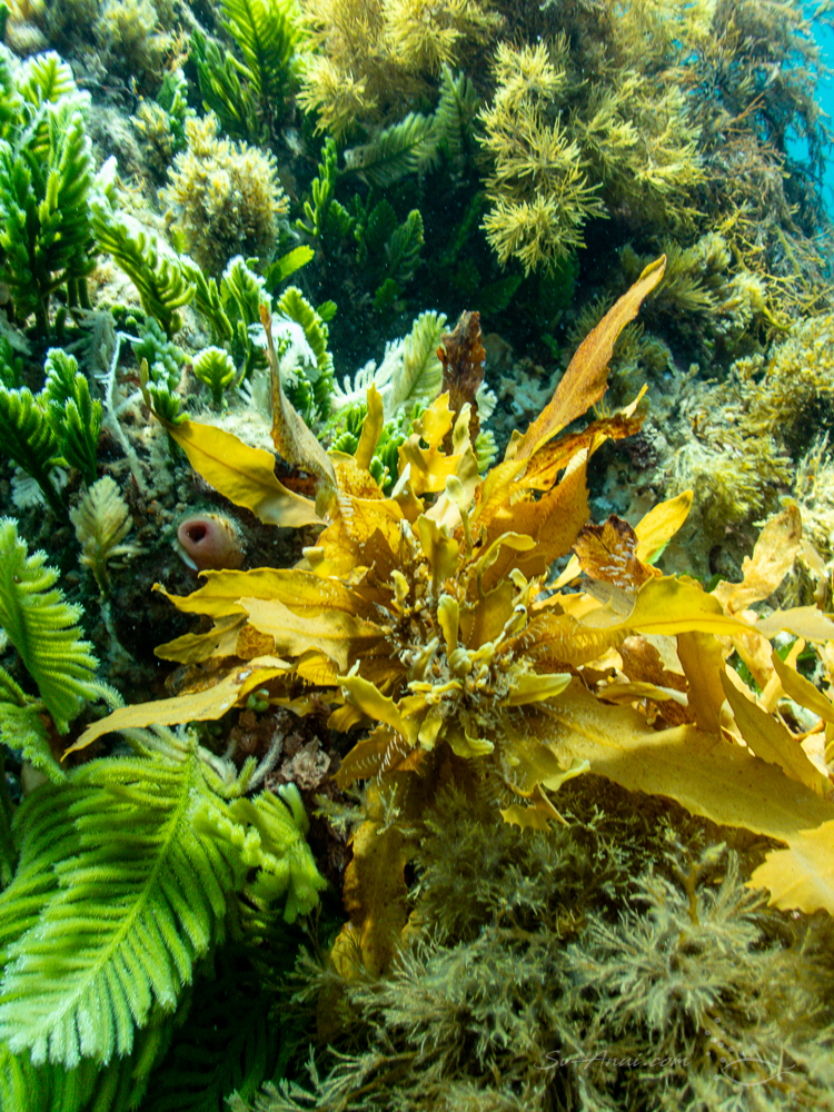 The Croppies underwater