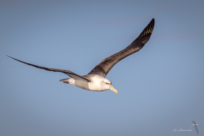 Shy Albatross - Southern Ocean