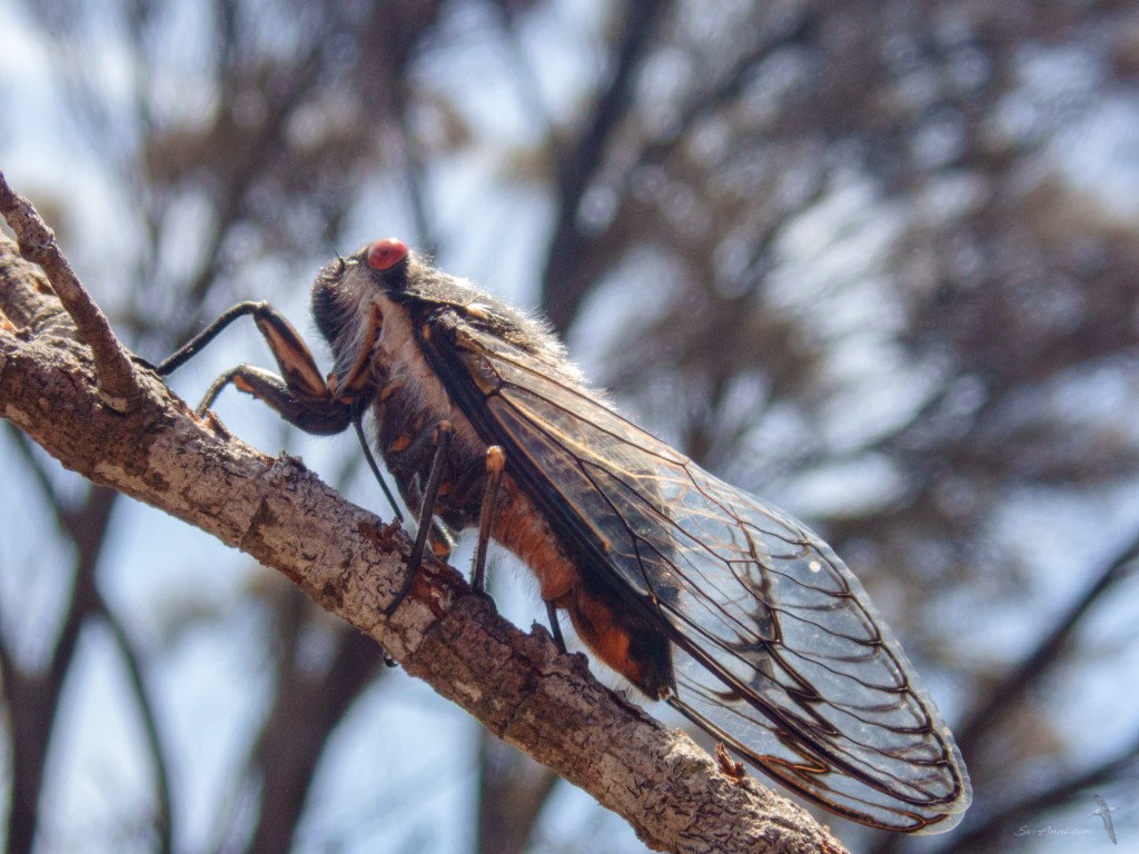 Cicada
