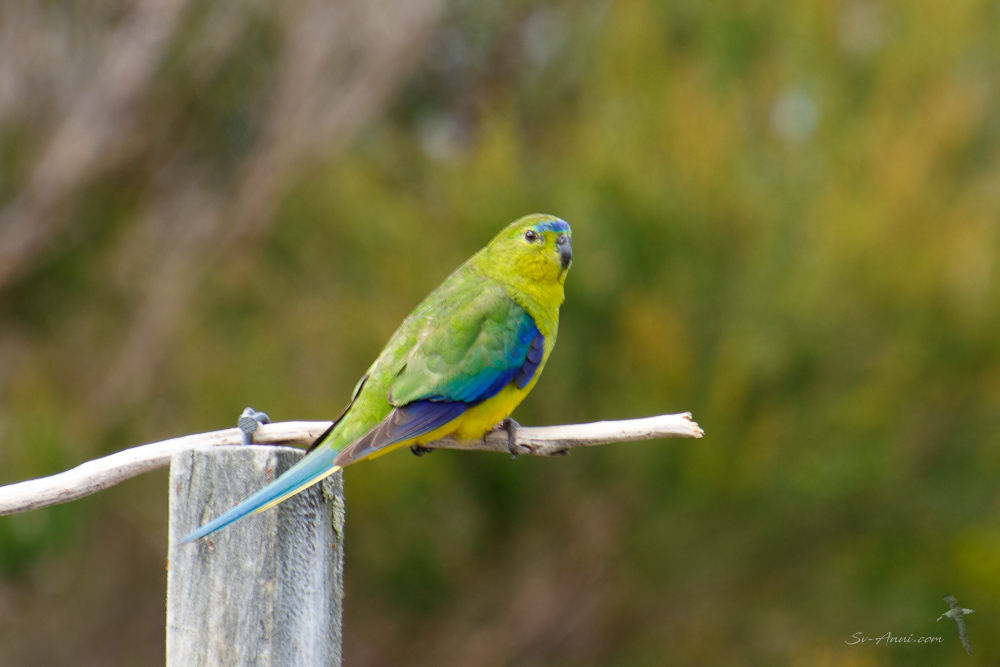 Orange Bellied Parrot