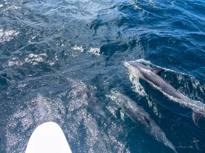 Dolphins at our bows