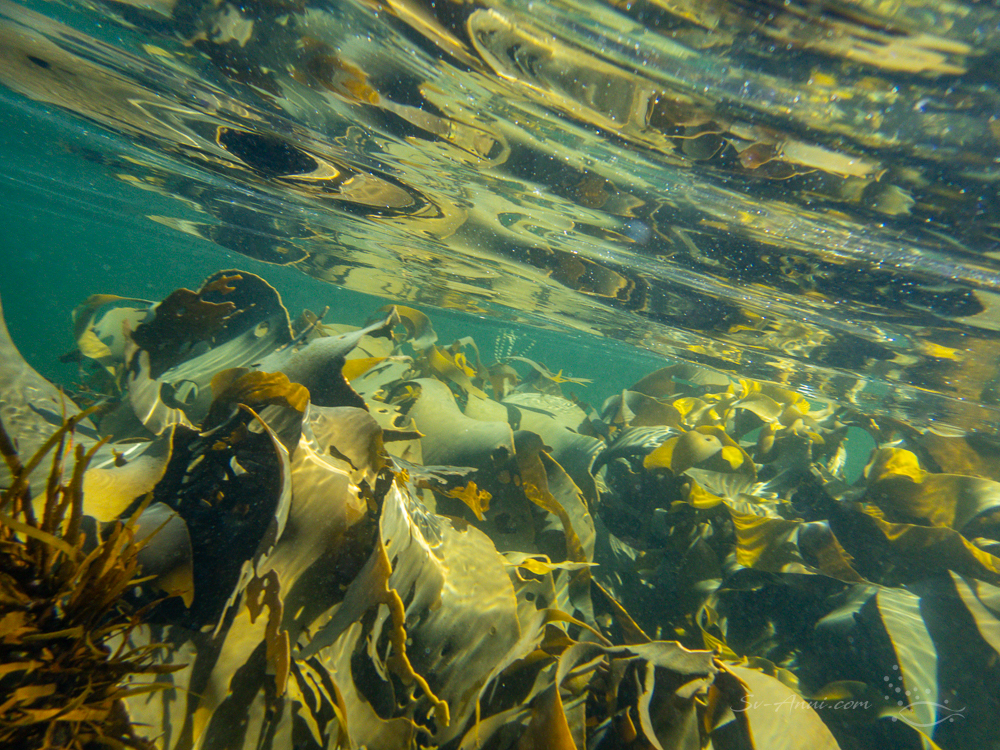 Bull kelp at Wallaby Bay