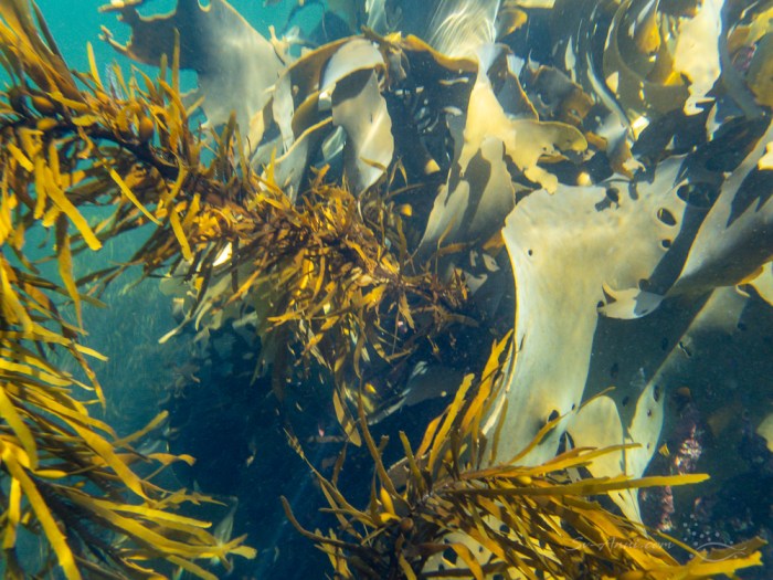 Bull kelp and Sargassum at Wallaby Bay