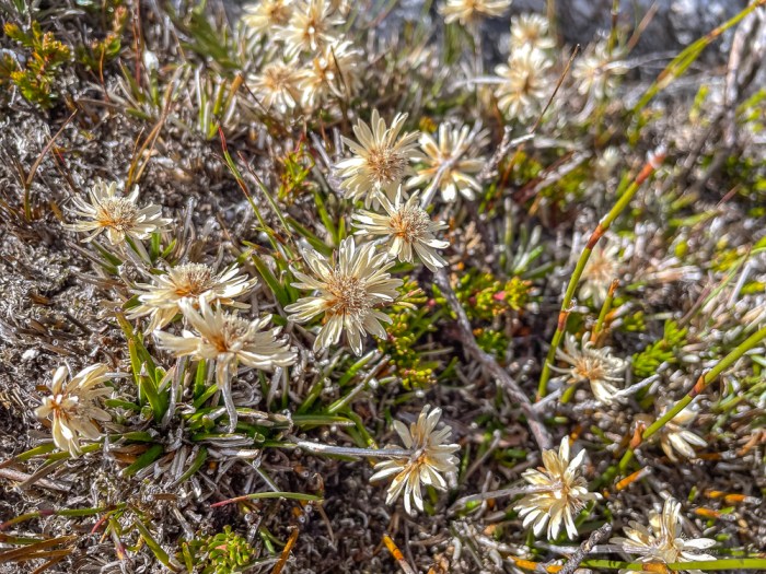 Everlasting daisies from Mt Stokes