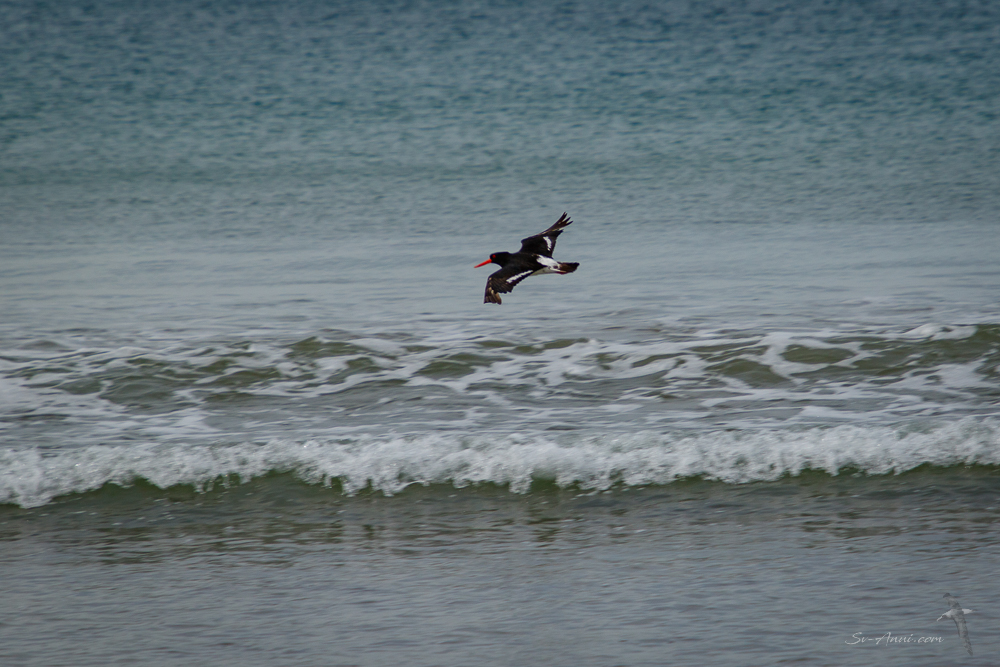 Pied Oystercatcher at New Harbour