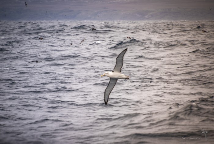 Shy Albatross soaring
