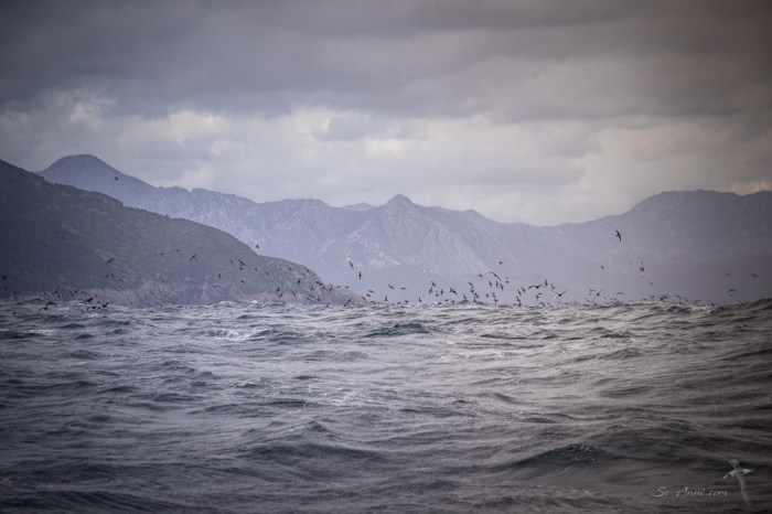 Shearwaters on the SW coast of Tasmania