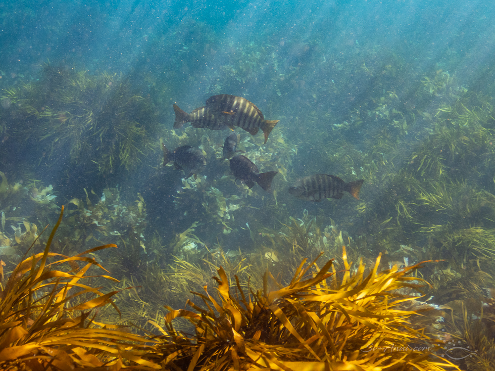 Morwongs at Babel island