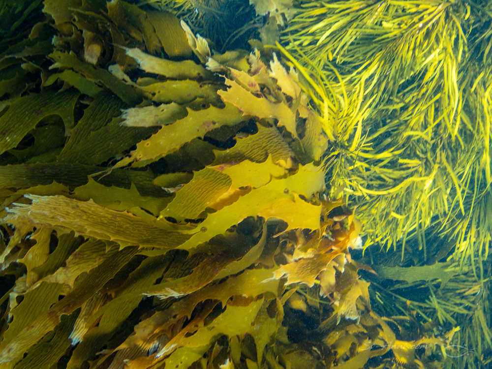Golden Kelp
