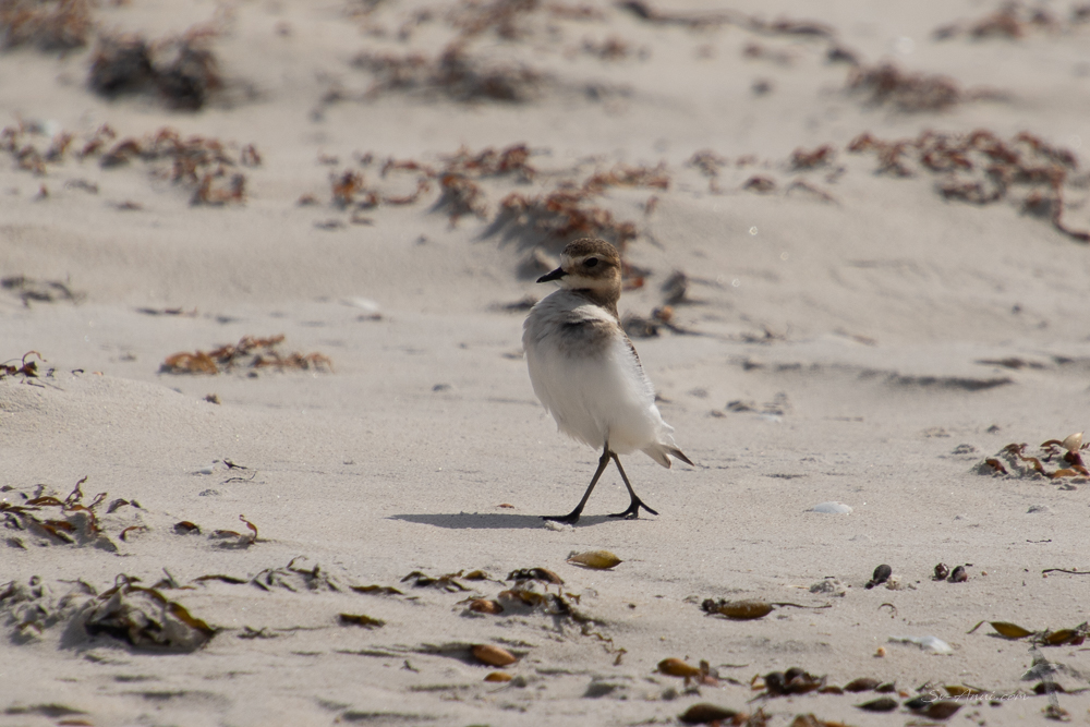 Double-banded Plover